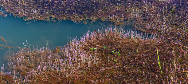 istock Autumn lake landscape with algae and flat, blue water 1288579683