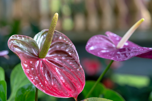 Anthuriums bloom in a small garden. The perennial tree, with short stems, often grows in bushes.
