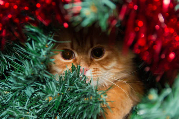 istock Ginger cat among the artificial Christmas tree branches and ornaments 1288580406