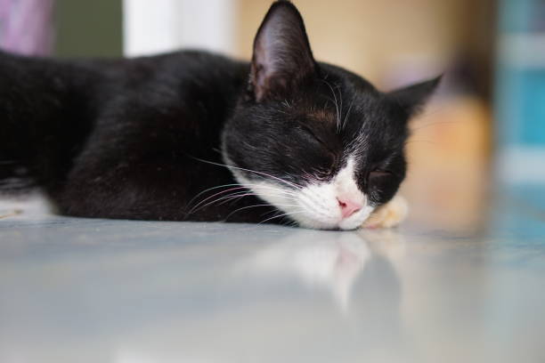 istock Black cat laying down on the floor in my house 1288580502
