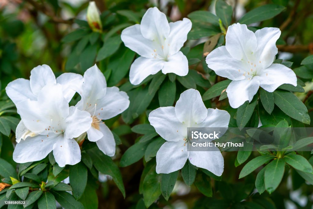White azaleas bloom in the ecological garden. White azaleas bloom in the ecological garden. Flowers suitable for cold climates have a passionate pure seductive scent White Color Stock Photo