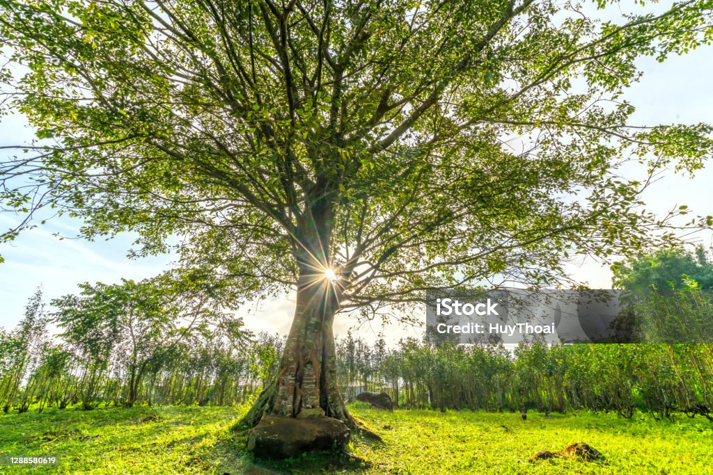 The old Bodhi tree is in the time of changing leaves in winter The old Bodhi tree is in the time of changing leaves in winter when the sun shines through the tree to welcome the new day in the highlands of Vietnam. Vietnam Stock Photo