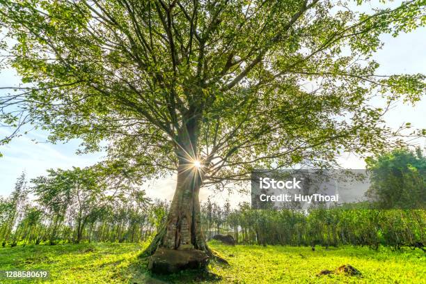 The Old Bodhi Tree Is In The Time Of Changing Leaves In Winter Stock Photo - Download Image Now