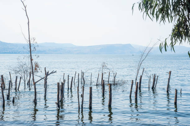 istock Trees and tree trunks sunk inside the Sea of Galilee 1288580731