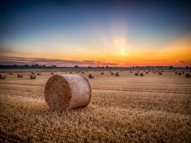 Straw bales in field at sunrise, North Yorkshire, England, Britain Colorful sunrise clouds and sky over agricultural landscape bale photos stock pictures, royalty-free photos & images