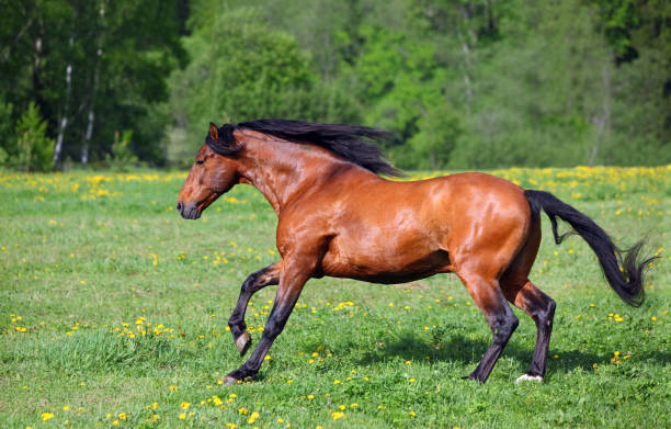 istock Thoroughbrd horse run and play in spring meadow 1288584008
