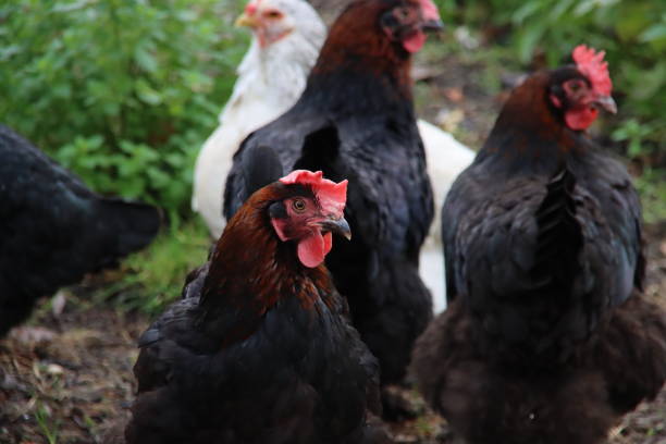 istock Black chicken and rooster on a pet farm 1288585323
