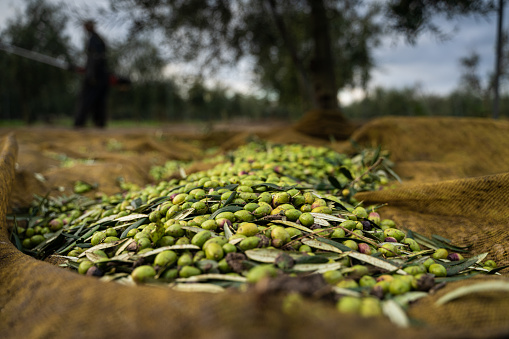 Olives during harvest in the early morning