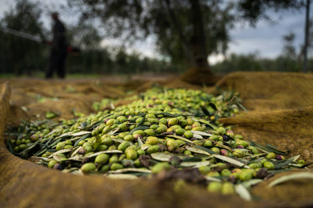 Olive Harvest Olives during harvest in the early morning olive orchard stock pictures, royalty-free photos & images