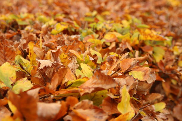 istock Colored leaves of the beech hedge illuminated by the sunlight during the fall 1288586494