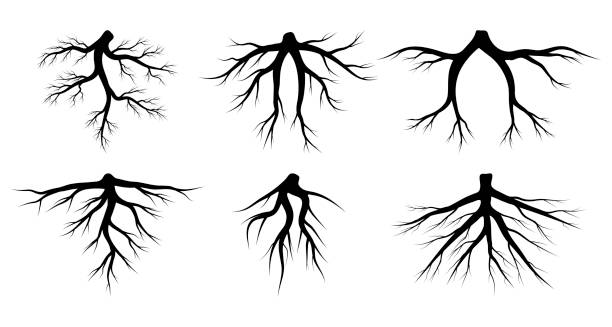 Fat Roots Vector 40+ Fibrous Roots Stock Illustrations, Royalty-Free Vector Graphics ...