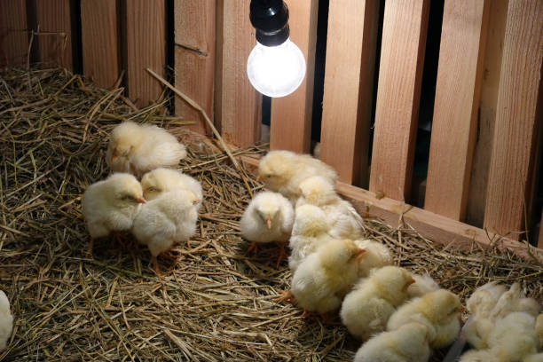 養家農場で電球を持つ若い黄色の赤ちゃんの雛。 - chicken baby chicken young bird poultry ストックフォトと画像