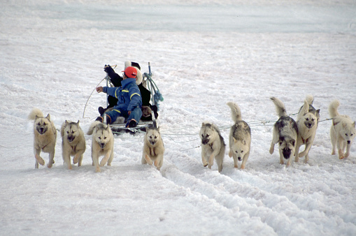 Greenland. East Greenland. Tourists have a ride with many husky dogs on the icecap.