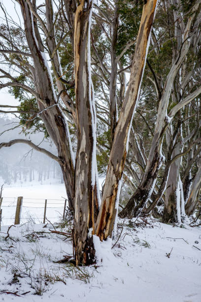 istock Australian gum trees in the winter snow 1288589568