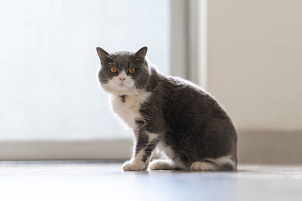 istock Cute British Shorthair cat, indoor shot 1288589787