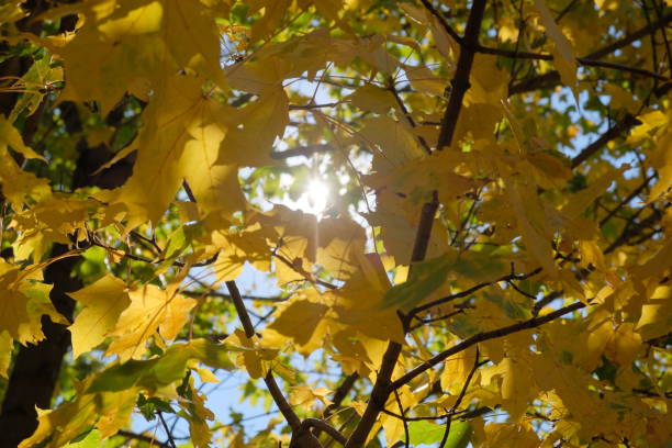 istock Sun is shining through yellow maple leaves, selective focus. Last warm days. 1288590210