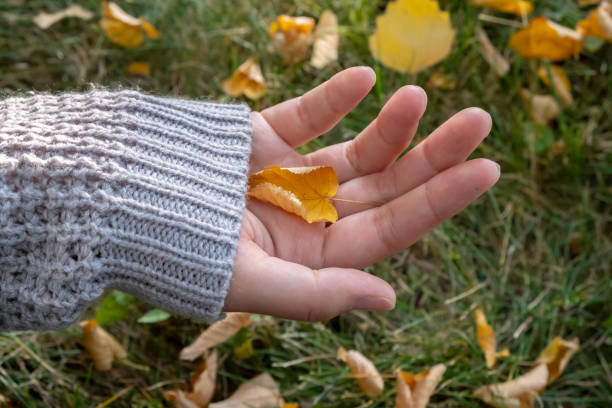 istock Woman's hands in pullover or sweater are holding yellow leave. Yellow leaf on woman's hand. Autumn concept. 1288591363