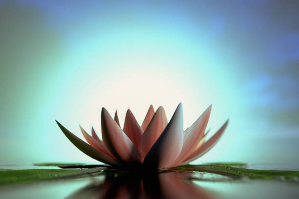 istock background with a pink lotus flower (3d rendering) 1288591723