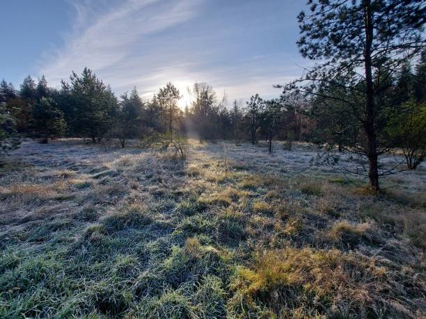 istock Frozen grass, tree trunk, reed , spider web and trunks in the morning sun 1288591741