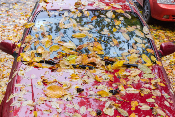 istock Fragment of red car covered with wet fallen walnut leaves 1288592808