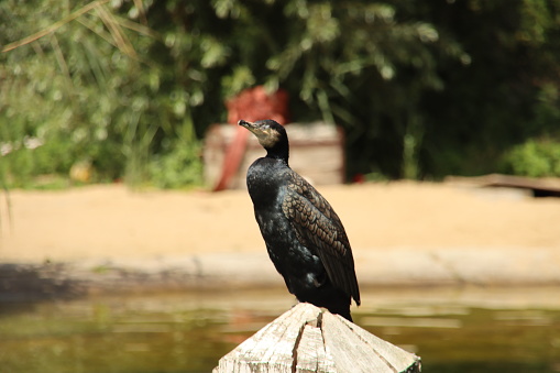 Cormorant is looking for fish in the enclosure of the Seals of Ouwehands Zoo in Rhenen the Netherlands