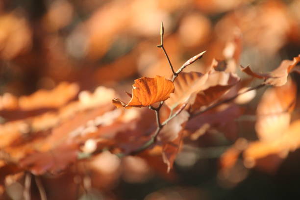 istock Brown, red, yellow and orange leaves on trees, hedges and the ground during Fall 1288594341