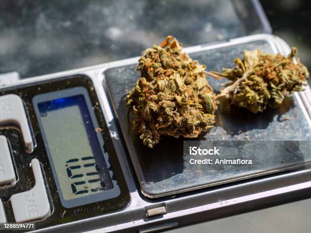 Marijuana Cannabis Bud Weighed On Digital Electronic Scale. Sele Stock  Photo by ©TPOphoto 125364272