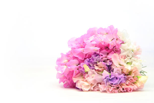 Bouquet of pastel sweet pea