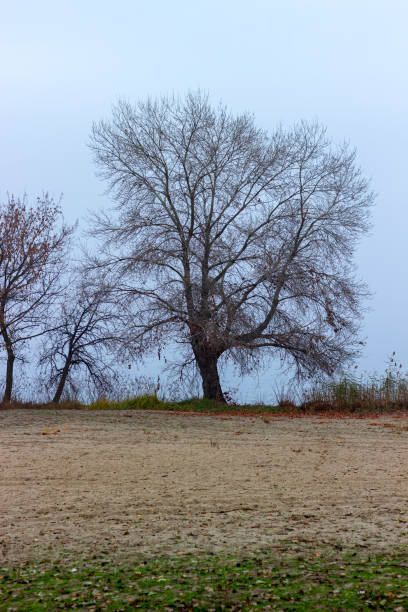 istock Tree against the blue sky. Tree without foliage in autumn on green grass 1288595329