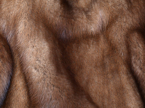 Brown mink fur texture background Brown mink fur texture background. Close up shot mink fur stock pictures, royalty-free photos & images