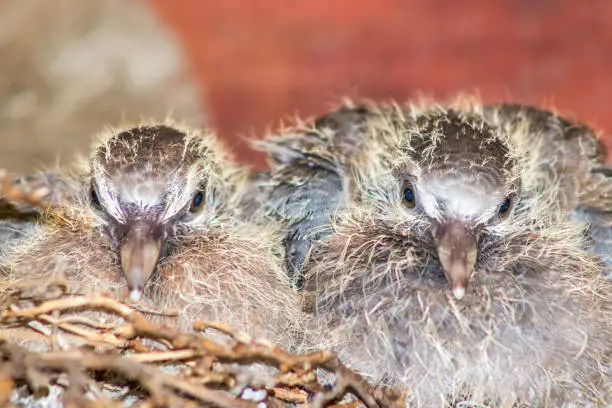 Photo of Two baby laughing doves (Spilopelia senegalensis) in their nest, Cape Town, South Africa