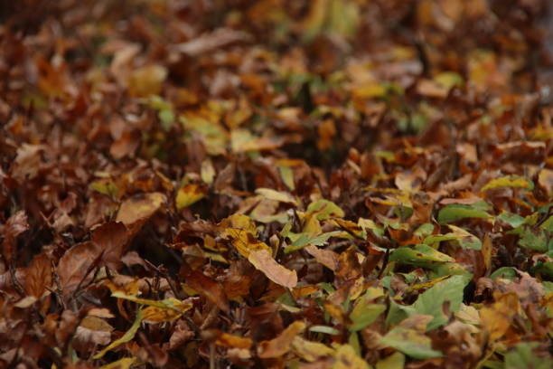 Colored leaves of the beech hedge illuminated by the sunlight during the fall in the Netherlands