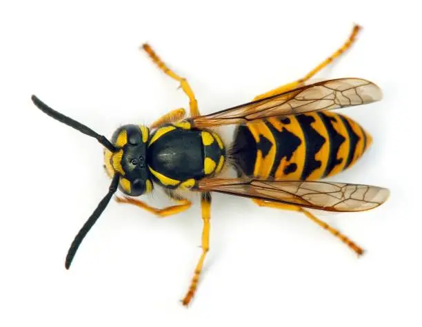 European wasp German wasp or German yellowjacket isolateed on white background in latin Vespula germanica