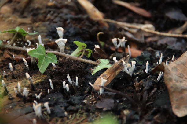 xylaria hypoxylon è una specie di fungo appartenente al genere xylaria. - xylaria foto e immagini stock