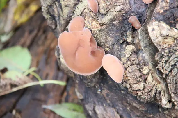 Auricularia auricula-judae, known most commonly as Wood Ear (alternatively, black fungus, jelly ear or Judas's ear fungi in the wood
