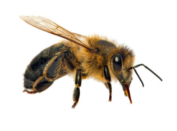 istock bee or honeybee in Latin Apis Mellifera 1288598010