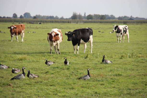 istock Black and red white cows are looking at the Gooses on the meadow 1288598016