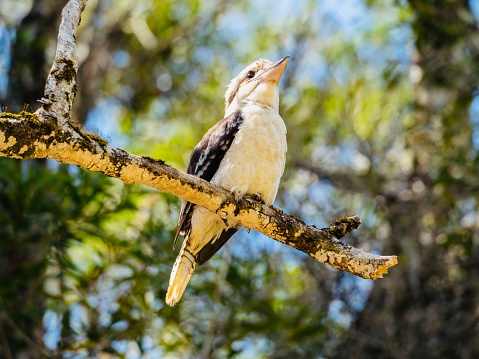 Closeup horizontal photo of a wild Kookaburra sitting on the branch of a rainforest tree in northern NSW Soft focus background
