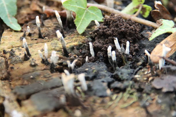 xylaria hypoxylon è una specie di fungo appartenente al genere xylaria. - xylaria foto e immagini stock