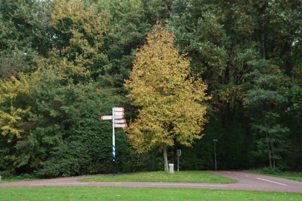 Trees with colorfull leaves during fall in the forrest named Schollenbos in Capelle aan den IJssel the Netherlands