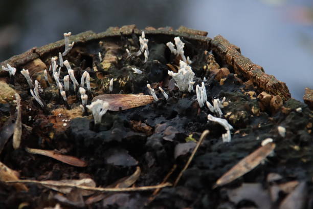 ксилария гипоксилон является одним из видов грибов в роду xylaria. - xylaria стоковые фото и изображен�ия