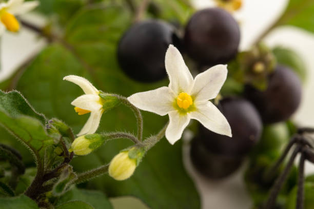 Black nightshade  (Solanum nigrum) Black nightshade plant isolated on white background solanum nigrum stock pictures, royalty-free photos & images