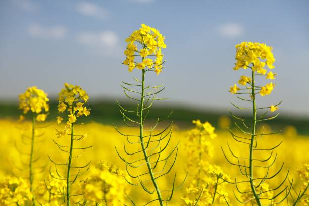istock rapeseed rape seed canola or colza field 1288600304