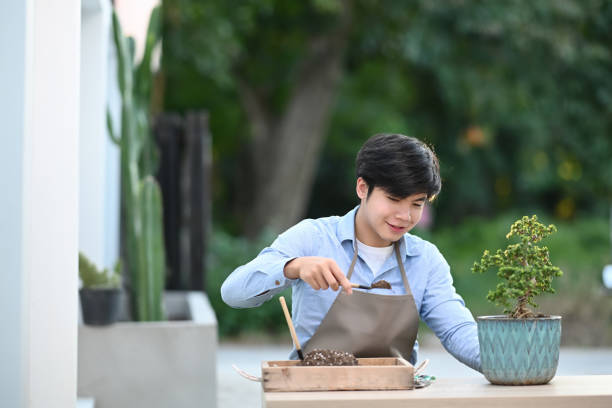 istock A youngman planting a bonsai tree into pot at home. 1288600357