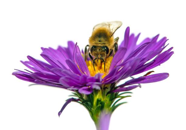 istock bee or honeybee in Latin Apis Mellifera on flower 1288600548