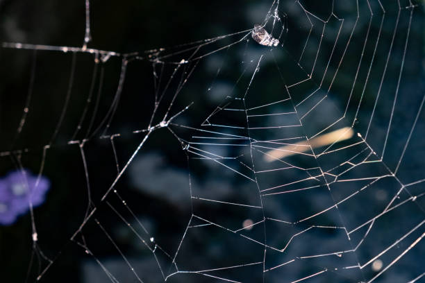 istock Prey in spider web. Insect trapped  in spider web. 1288601060