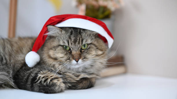 istock A lovely cat wearring Christmas hat lying on white table. 1288603769