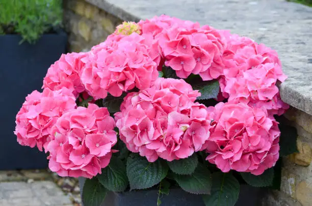 Magenta pink hydrangea macrophylla or hortensia shrub in full bloom in a flower pot, with fresh green leaves in the background, in a garden in a sunny summer day, beautiful outdoor floral background