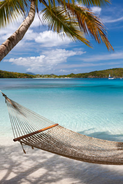 istock Hammock hanging from palm tree on tropical beach 1288605574