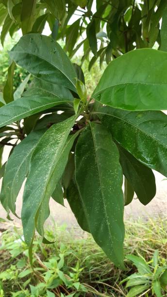 istock Green leaves background from Morinde citrifolia. 1288605705